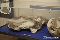 VBS_9176 - Museo Paleontologico - Asti